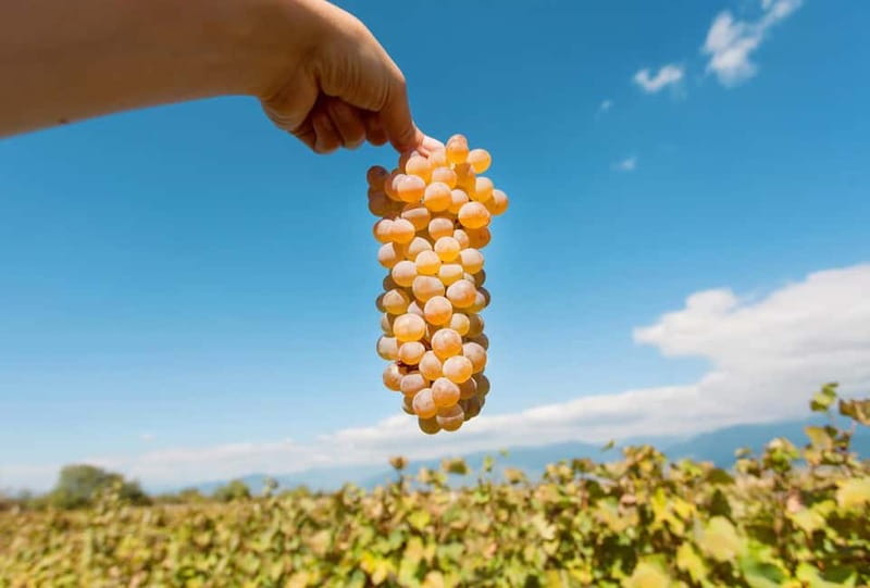 Kakheti Wine Tour - Explore the Art of Kvevri Winemaking - From Rose Revolution Square to the Heart of Kakheti