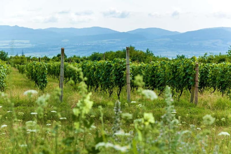 Kakheti Wine Tour - Explore the Art of Kvevri Winemaking - Georgian Wine Tasting: Saperavi, Rkatsiteli, and More