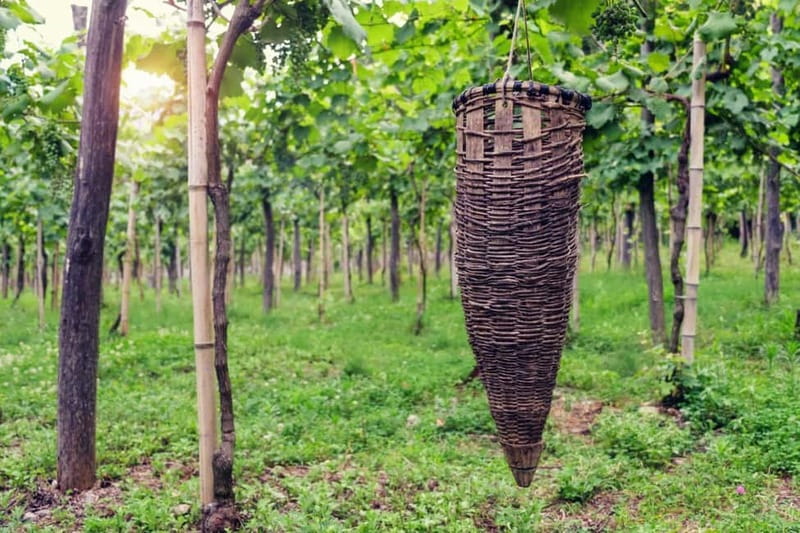 Kakheti Wine Tour - Explore the Art of Kvevri Winemaking - Georgian Cuisine and Wine Pairing at a Local Winery