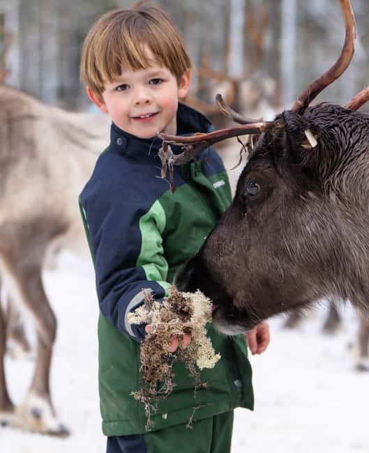 Kalix: Reindeer Safari in lapland - Key Points