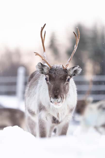 Kalix: Reindeer Safari in lapland - Kalix: Reindeer Safari in Lapland Starts with a Personal Welcome