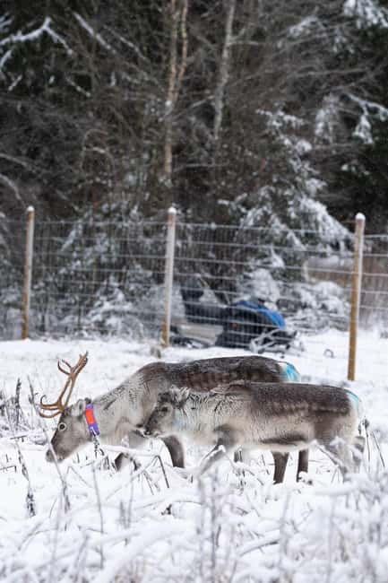 Kalix: Reindeer Safari in lapland - Exploring Sami Culture and Reindeer Living Conditions