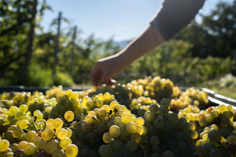 Kaltern: Weingut Niklas Wine Tour and Tasting - Accessibility and Practical Considerations