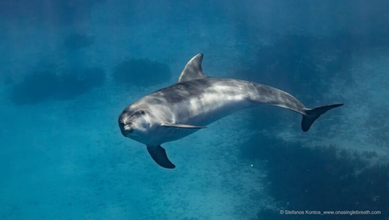 Kamiros Skala : Marine Life Experience & Alimia Island - Scenic Passages and Final Dolphin Sightings