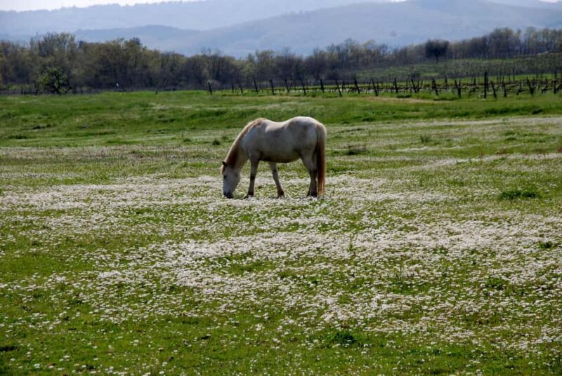 Kaos Vulcanico: volcanic wine tasting in Maremma - Guided Tour through Sovana’s Historic Charm