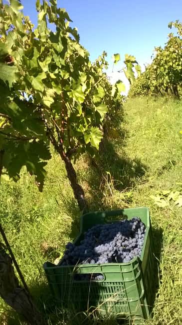 Kaos Vulcanico: volcanic wine tasting in Maremma - Cost Flexibility and Cancellation Policies