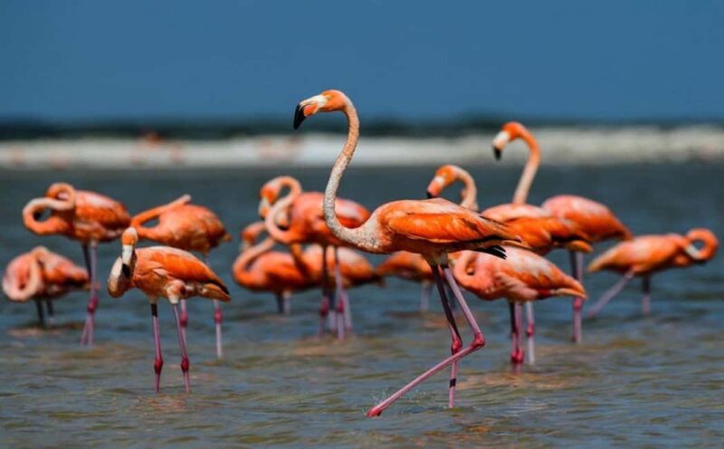 Karavasta:Bird Watching, Tower Views & Lagoon Boat Ride - What to Expect During the Tour