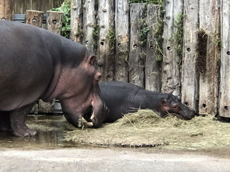 Karlsruhe: Unique Private Early Bird Segway Tour Zoo - Safety and Age Restrictions for Young Participants