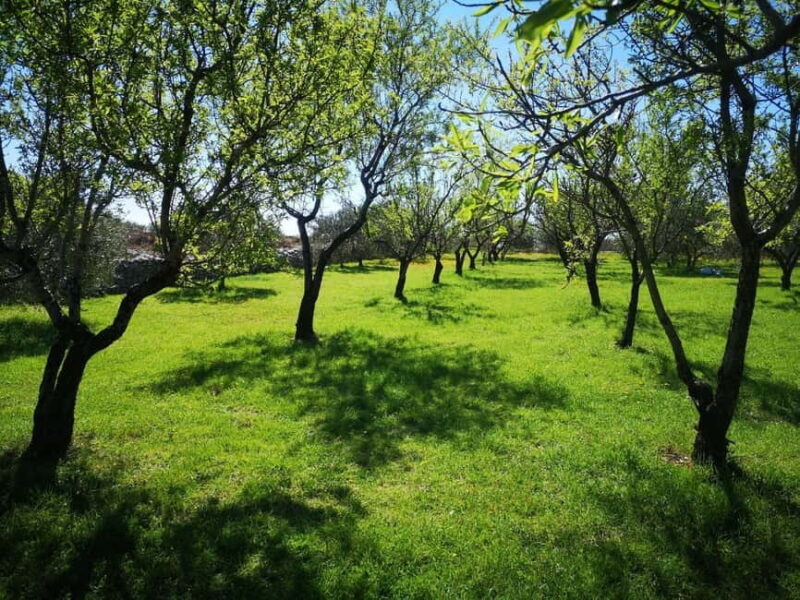 Kastela: Wine & Olive Tasting Tour w/Delicacies & Live Music - Key Points