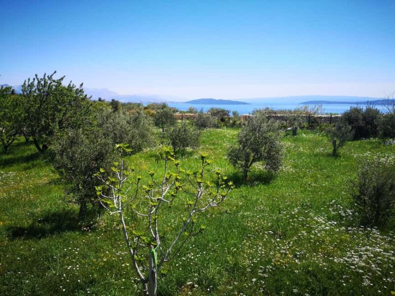 Kastela: Wine & Olive Tasting Tour w/Delicacies & Live Music - Inside the Vineyards and Wine Cellar