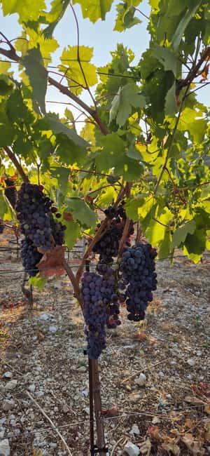 Kastela: Wine & Olive Tasting Tour w/Delicacies & Live Music - The Experience of a Family Farm in Croatia