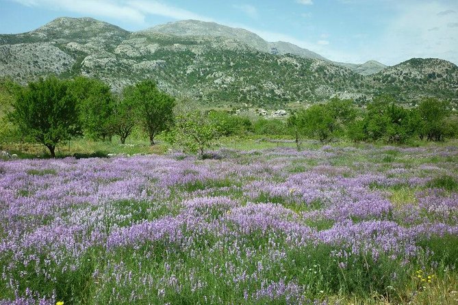 Katharo Route Tour from Agios Nikolaos - Discovering the Legendary Diction Cave