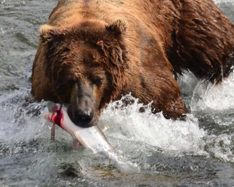 Katmai Alaska: Brooks Falls Bear Viewing by Floatplane - Viewing bears catching jumping salmon at Brooks Falls