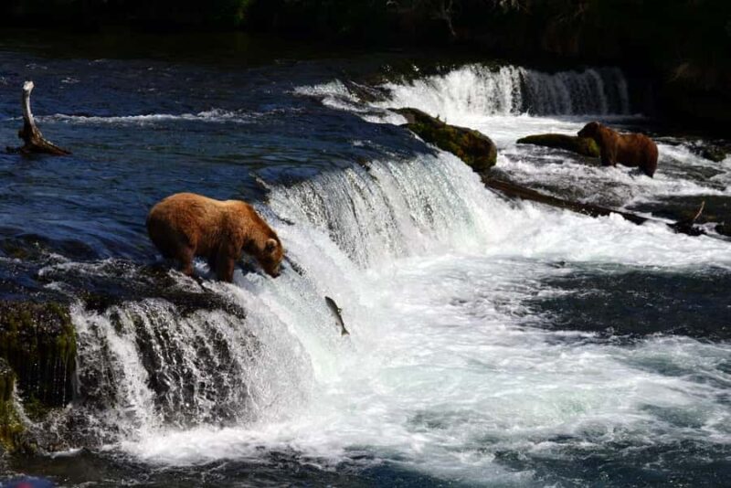 Katmai Alaska: Brooks Falls Bear Viewing by Floatplane - Accessibility, weight restrictions, and considerations