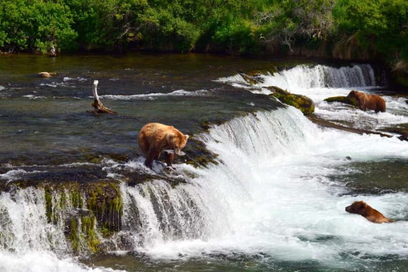 Katmai Alaska: Brooks Falls Bear Viewing by Floatplane - Katmai Brooks Falls Floatplane Bear Viewing: Final Thoughts
