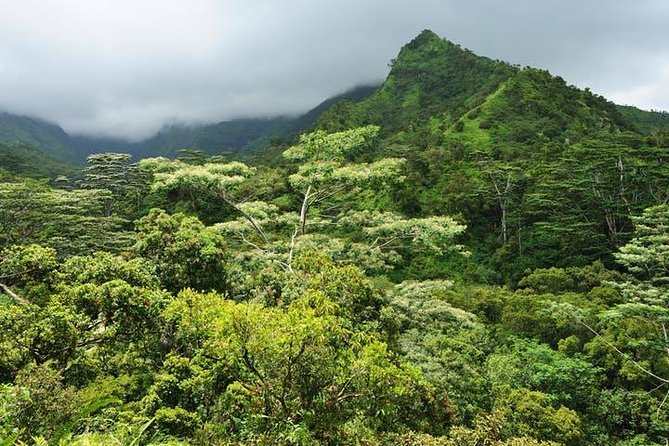 Kauai Cruise Ship Excursion: Wailua River & Fern Grotto - Customer Feedback: Strengths and Areas for Improvement