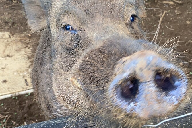 Kauai East Side and North Shore Private Guided Tour - A Guide Who Brings Kauai’s Stories to Life