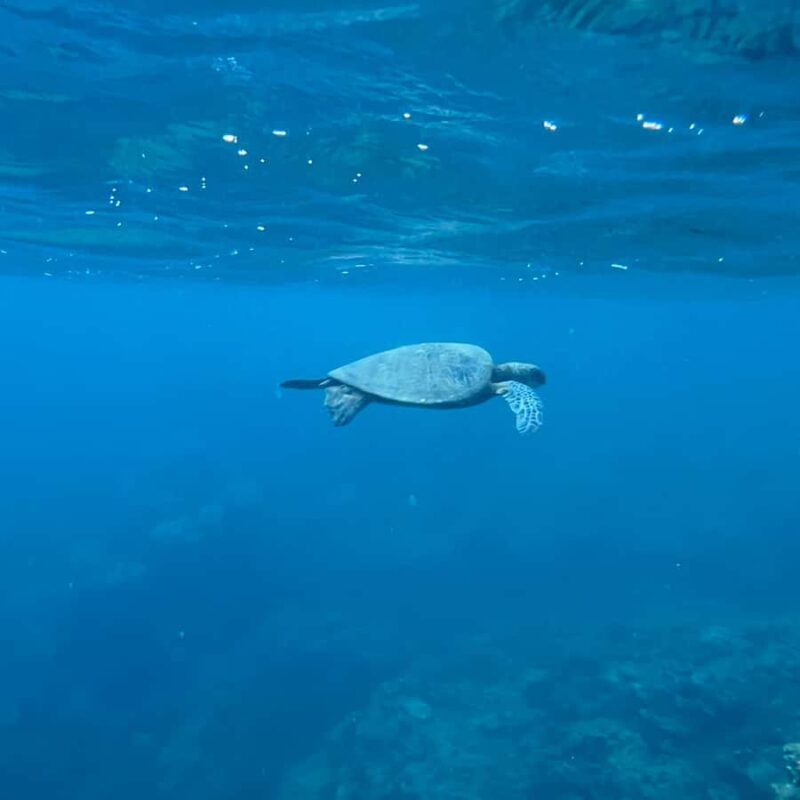 Kauai: Mlama Kai Snorkeling Adventure & Reef Cleanup - Key Points