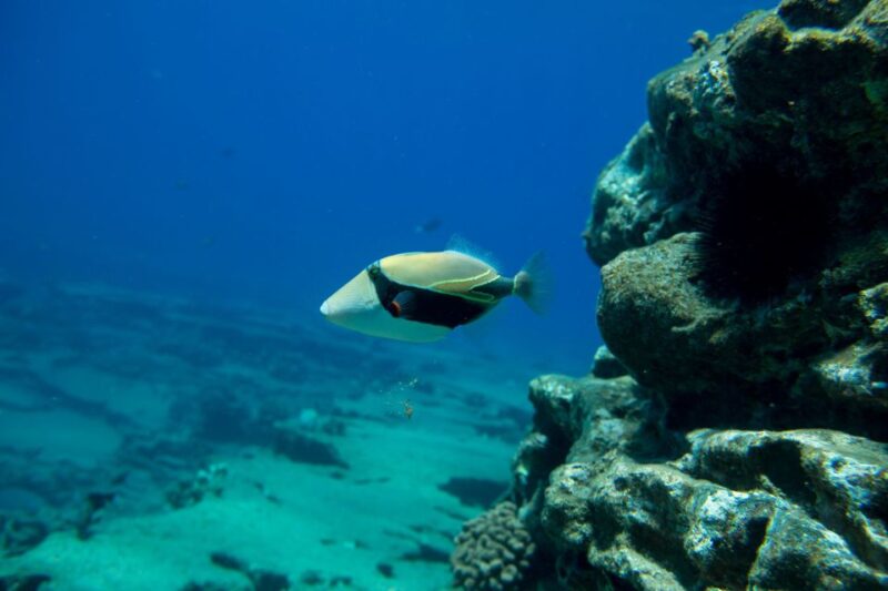 Kauai: Niihau and Na Pali Coast Full-Day Boat Tour - Snorkeling at Lehua Crater and the Pristine Reef