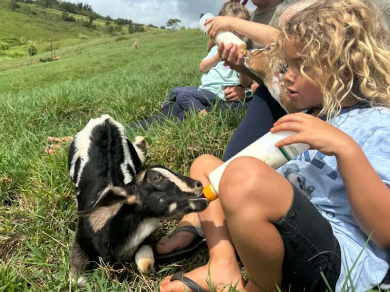 Kauai: Play with Baby Farm Animals & MicroDairy Immersion - The Milking Process and Farm Routines