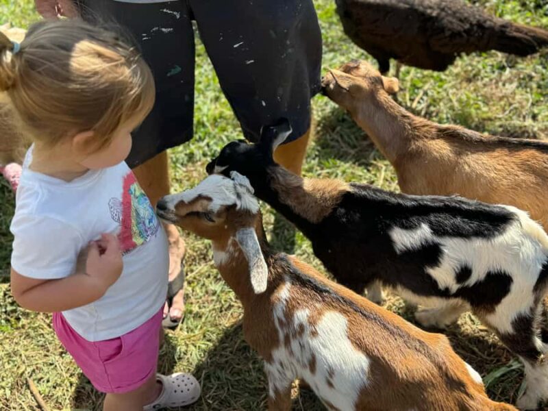 Kauai: Play with Baby Farm Animals & MicroDairy Immersion - Practical Details: Timing, Accessibility, and Booking