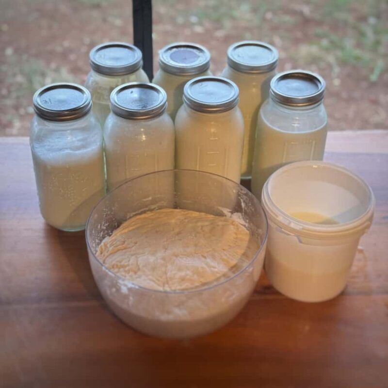 Kauai: Play with Baby Farm Animals & MicroDairy Immersion - Supporting Sustainable Agriculture in Kauai