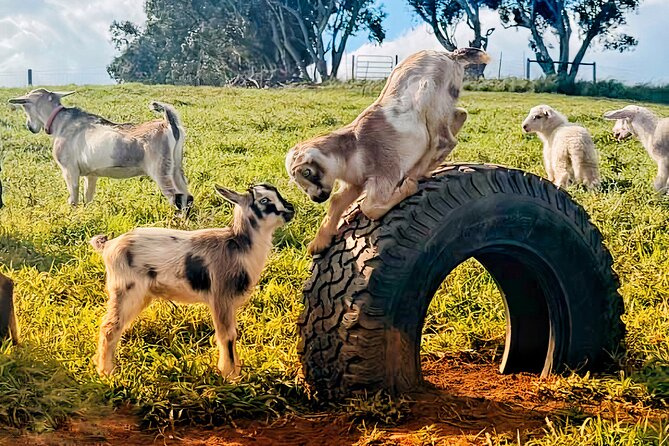 Kauai Private Baby Farm Animal Experience & Micro Dairy Immersion - Logistics and Meeting Details for the Tour