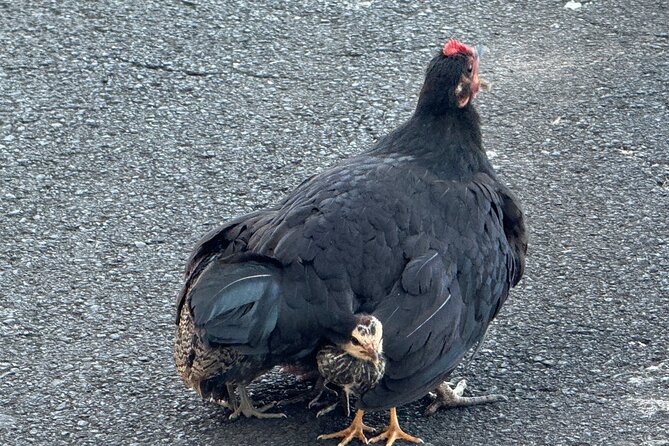 Kauai Shore Excursion - Waimea Canyon Adventure Tour - Nawiliwili - Seeing Spouting Horn and Captain Cooks Landing Site