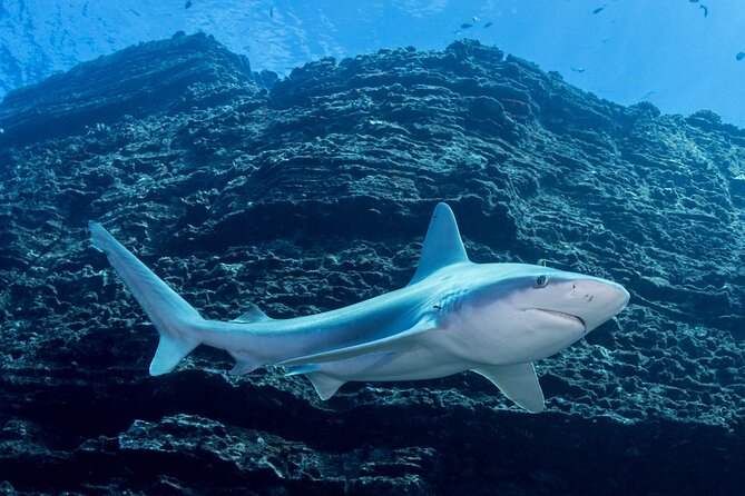 Kauai's Exclusive Morning Scuba Charter for Experienced Divers - Rental Gear and Equipment Options