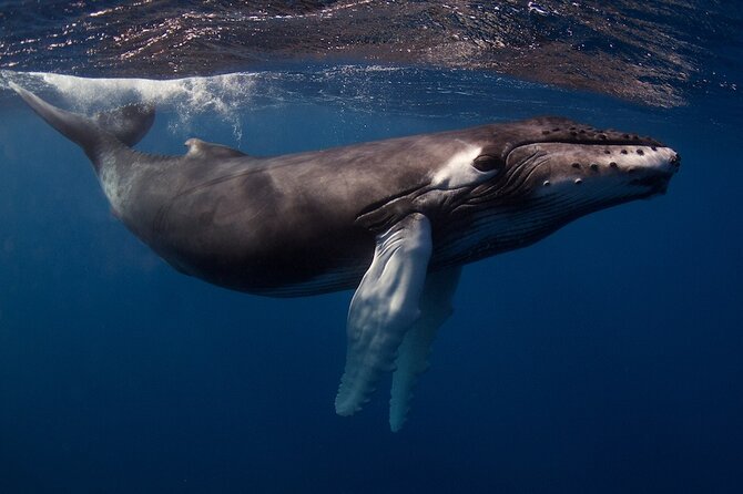 Kauai's Exclusive Morning Scuba Charter for Experienced Divers - The Guide Team and Their Expertise