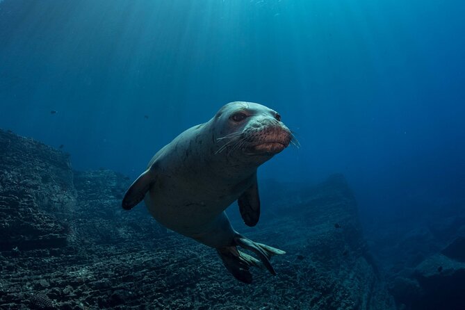 Kauai's Exclusive Morning Scuba Charter for Experienced Divers - Why Choose This Kauai Scuba Adventure?