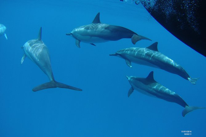Kauai's Ultimate Boat 2 Tank Adventure Dive Certified Divers Only - Navigating the Choppy Waters and Physical Demands