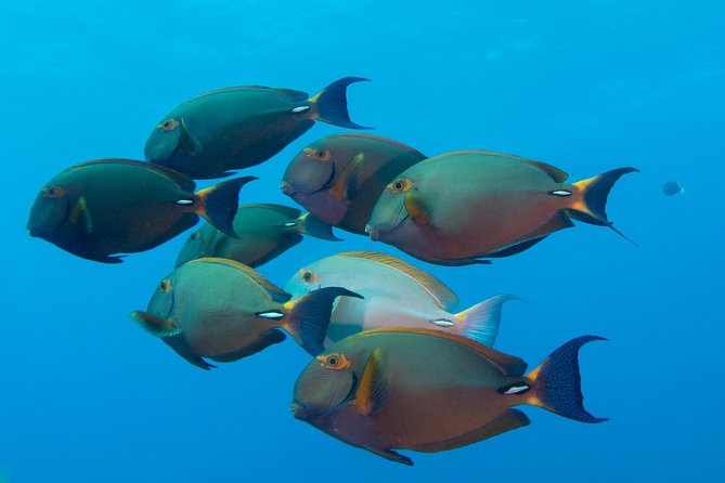 Kauai's Ultimate Discover Scuba Dive - OCEAN EXPERIENCE (1 Tank Dive) - Physical Requirements and Safety Considerations