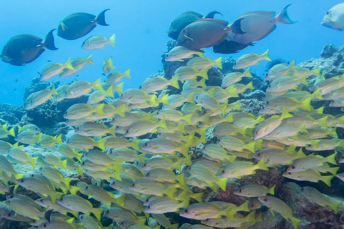 Kauai's Ultimate Discover Scuba Dive - OCEAN EXPERIENCE (1 Tank Dive) - Booking, Cancellation, and Weather Policies