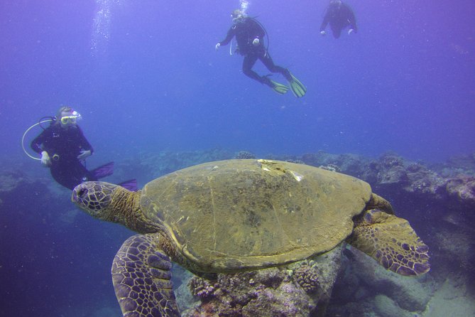 Kauai's Ultimate Discover Scuba Dive - OCEAN EXPERIENCE (1 Tank Dive) - Customer Feedback Highlights