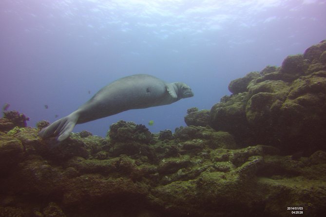 Kauai's Ultimate Scooter Adventure 2 Tank Dive (Advance Certified Divers Only) - Weather and Cancellation Policies for a Worry-Free Booking