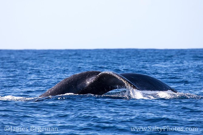 Kauai's Ultimate South Side Whale & Dolphin Zodiac Boat Adventure - Expert Guides and In-Depth Marine Education