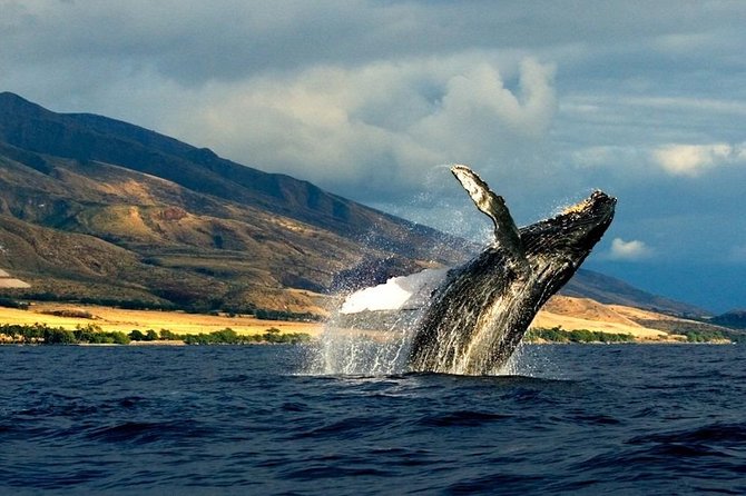 Kauai's Ultimate South Side Whale & Dolphin Zodiac Boat Adventure - The Experience: Speed, Sightings, and the Ocean Breeze