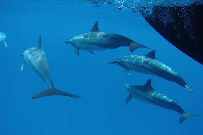 Kauai's Ultimate South Side Whale & Dolphin Zodiac Boat Adventure - Food and Drink: Snacks and Refreshments Included