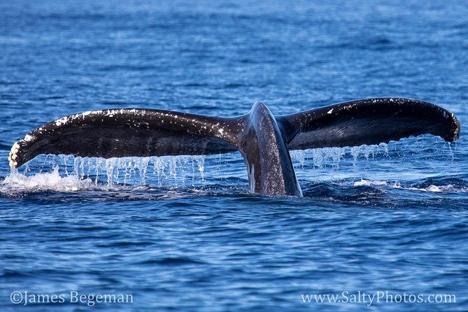 Kauai's Ultimate South Side Whale & Dolphin Zodiac Boat Adventure - Flexibility and Booking: Cancellations and Weather Policies