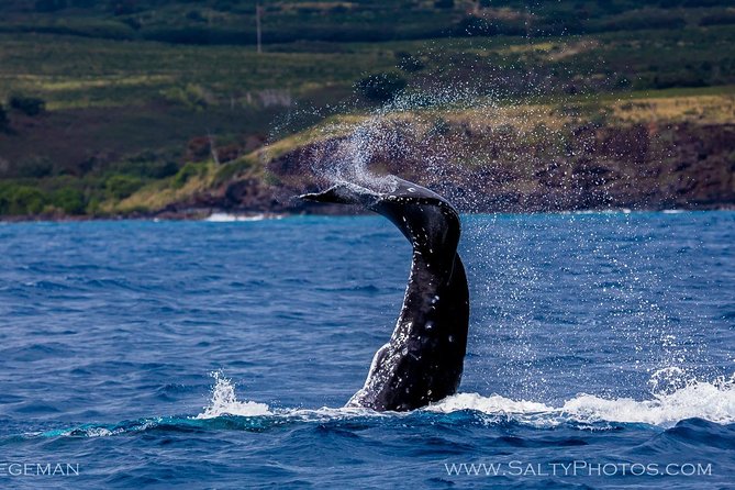 Kauai's Ultimate South Side Whale & Dolphin Zodiac Boat Adventure - Overall Value: An Exciting Marine Encounter
