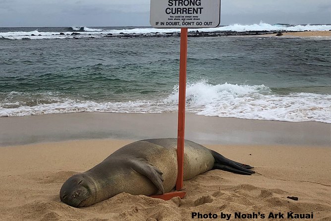 Kauai's Waimea Canyon and South Side Private Guided Tour - Insights from Highly Praised Guides and Experiences