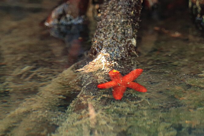 Kayak Adventure in Cancun - Who Will Enjoy This Kayak Tour?