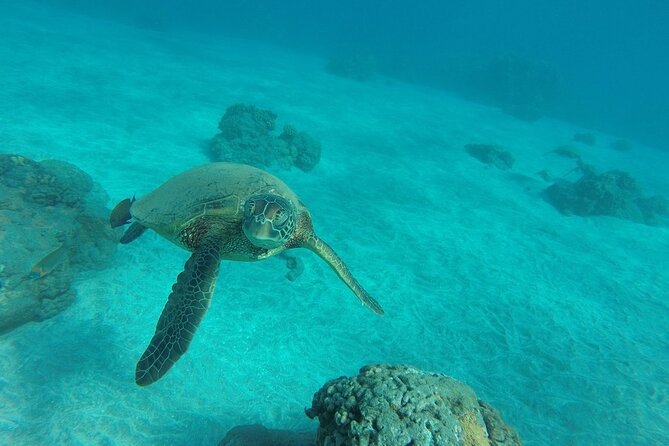 Kayak and Snorkel: Maui West Shore - Snorkeling Over Coral Reefs and Marine Encounters