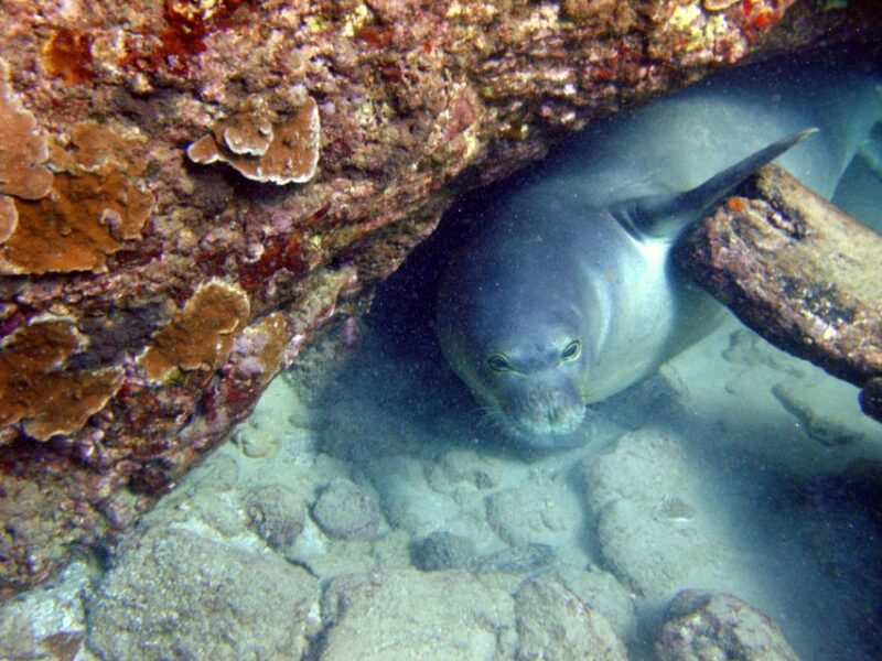 Kayak and Snorkel West Maui at Olowalu - The Meeting Point and Group Size