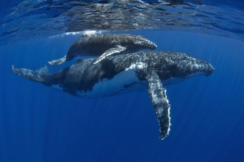 Kayak and Snorkel West Maui at Olowalu - How This Tour Compares to Similar Experiences