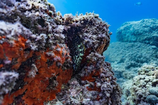 Kayak and Snorkeling Tour in the Bergeggi Island MPA - From the Beach to Bergeggi Island by Kayak