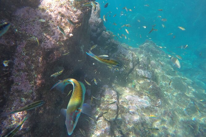 Kayak and Snorkeling Tour in Underwater Nature Reserve Garajau - The Safety and Comfort of the Guides