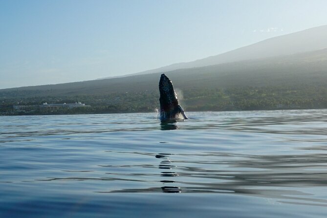 Kayak and Whale Watching Tour - Seeing and Hearing Humpback Whales in Action