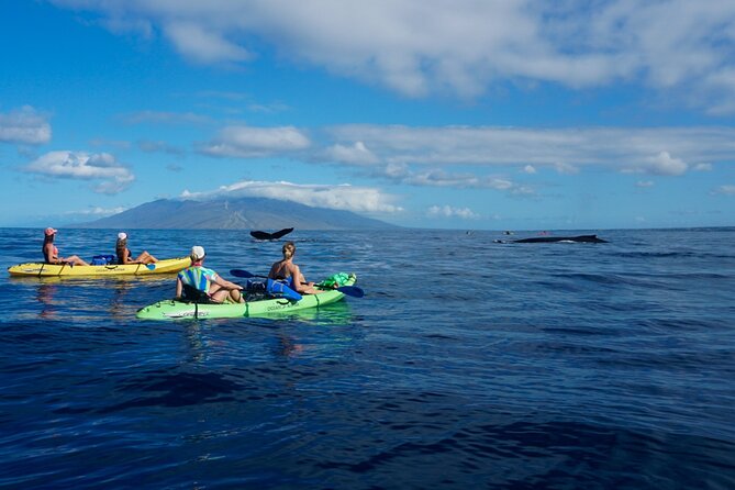Kayak and Whale Watching Tour - Why This Kayak Whale Watching Tour Stands Out